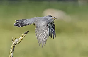 Images Dated 3rd June 2011: Cuckoo (Cuculus canorus) taking flight from its perch. Buckinghamshire, UK, June