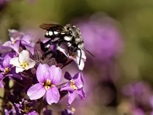 Mustard Prints: Cuckoo digger bee (Melecta curvispina) nectaring from Teide wallflower (Erysimum scoparium) flowers