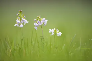 Images Dated 16th April 2011: Cuckoo flower / Ladys Smock (Cardamine pratensis), Catcott Lows SWT reserve