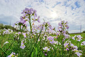 Tracheophyta Collection: Cuckoo flower or Ladys smock (Cardamine pratensis) on Hawkesbury Common