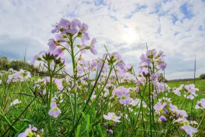 Cuckoo flower or Ladys smock (Cardamine pratensis) on Hawkesbury Common