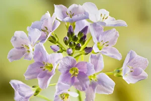 Steve Nicholls - Flowers Of The Field Prints: Cuckoo flower or Ladys smock (Cardamine pratensis) on Hawkesbury Common