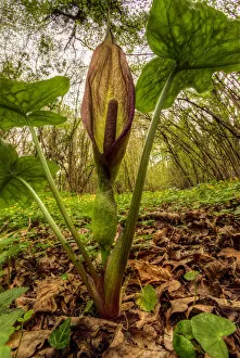 Monocotyledon Collection: Cuckoo pint or Lords and Ladies (Arum maculatum) in Lower Woods, Gloucestershire, UK