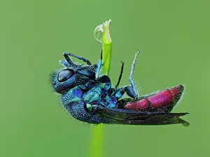 Iridescence Prints: Cuckoo wasp (Chrysis ignita) sleeping on plant stem after rain