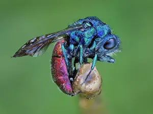 Iridescence Prints: Cuckoo wasp (Chrysis ignita) sleeping wrapped around plant stem at dawn