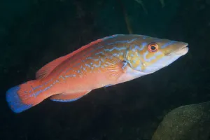 Cuckoo wrasse (Labrus mixtus) male profile, Channel Islands, UK August