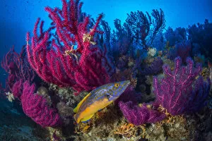 2020 April Highlights Gallery: Cuckoo wrasse (Labrus mixtus) male in front of Red sea fan, (Paramuricea clavata)