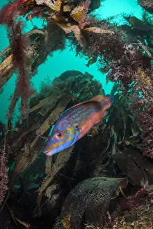 Kelp Prints: Cuckoo wrasse (Labrus mixtus) swims through a kelp forest (Laminaria sp) Porthkerris