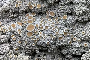 Images Dated 16th August 2012: Cudbear Lichen (Ochrolechia tartarea) growing on quartzite rock