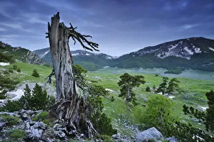 Cuirassed / Bosnian pine (Pinus leucodermis / heldreichii) tree stump on the Piana