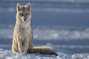 Culpea or Andean fox (Pseudalopex culpaeus) at rest, vicinity of Laguna Verde, Reserva Culpea or Andean fox (Pseudalopex culpaeus) at rest, vicinity of Laguna Verde, Reserva