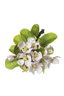 Apple Tree Prints: Cultivated Crab apple tree (Malus-x-robusta Red-Sentinel ) blossom