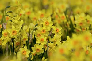 Easter Gallery: Cultivated Daffodils (Narcissus sp) flowering, Happisburgh, Norfolk, UK, March