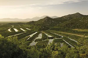 Images Dated 25th May 2009: Cultivated part of the lower Neretva river delta, Dalmatia region, Croatia, May 2009
