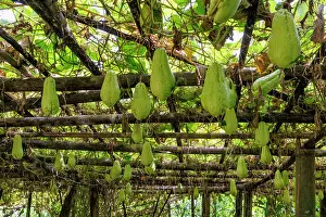 Cucurbitales Prints: Cultivation of Chayote (Sechium edule) hanging fruits