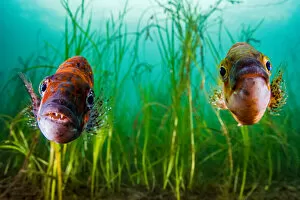 Aquatic Gallery: Cunner (Tautogolabrus adspersus) pair in Eelgrass (Zostera marina) bed