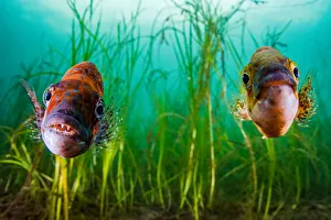 Alismatales Prints: Cunner (Tautogolabrus adspersus) pair in Eelgrass (Zostera marina) bed