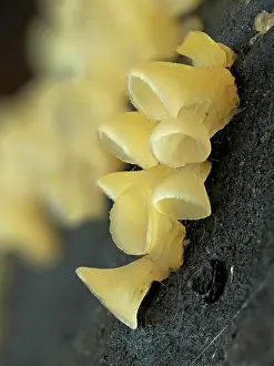 Buckinghamshire Prints: Cup fungi (Calyptella campanula) growing on dead Beech tree