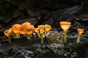 Forests in Our World Gallery: Cup fungus (Cookeina sp) growing on decaying wood on the rainforest floor, Corcovado National Park
