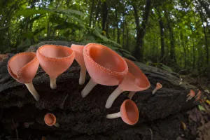 Cup fungus (Cookeina sp) growing on decaying wood on the rainforest floor, Corcovado National Park