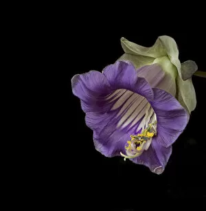 Cup and saucer plant (Cobaea scandens), stamens retracting and a drop of nectar on petal tip