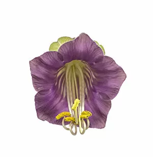 Images Dated 9th June 2019: Cup and saucer plant (Cobaea scandens) with stamens contracting