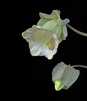 Images Dated 7th June 2019: Cup and saucer plant (Cobaea scandens), bud and opening flower. Cultivated plant. Focused stacked