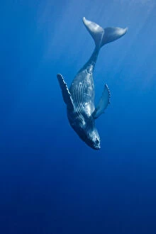 Whales Collection: Curious Humpback whale calf (Megaptera novaeangliae) during moment away from its mother, Hawaii