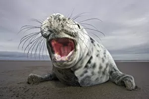 Animal Teeth Gallery: Curious juvenile Grey seal (Halichoerus grypus) Donna Nook, Lincolnshire, England