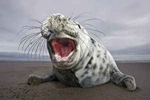 Juvenile Prints: Curious juvenile Grey seal (Halichoerus grypus) Donna Nook, Lincolnshire, England