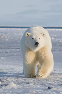 Walking Gallery: Curious subadult Polar bear (Ursus maritimus) tagged 300-400 lb