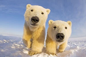 Two curious young Polar bears (Ursus maritimus), Barter Island