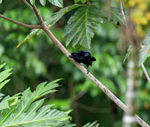 Papua New Guinea Prints: Curle-crested manucode (Manucodia comrii) male