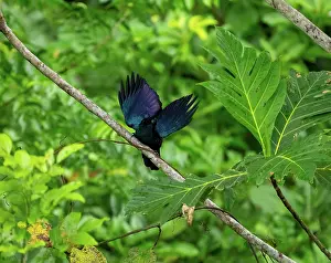 Papua New Guinea Prints: Curle-crested manucode (Manucodia comrii) male