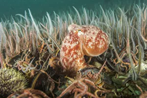 Curled octopus (Eledone cirrhosa) amongst a horse mussel bed (Modiolus modiolus) Shetland
