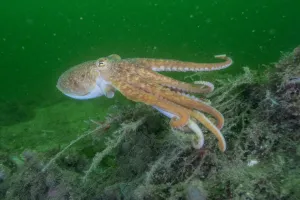 Richard Shucksmith Prints: Curled octopus (Eledone cirrhosa) swimming over sea floor