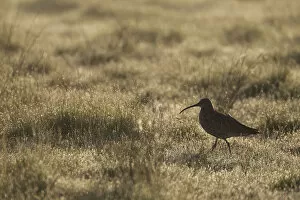 Images Dated 4th June 2010: Curlew (Numenius arquata) adult in breeding habitat in early morning light, Cairngorms NP