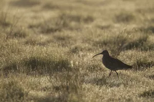 Bogs Prints: Curlew (Numenius arquata) adult in breeding habitat in early morning light, Cairngorms NP