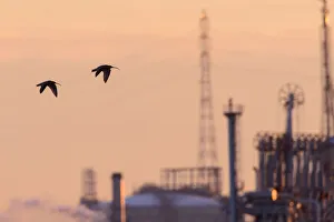 Curlew (Numenius arquata) in flight, silhouetted at sunset Curlew (Numenius arquata) in flight, silhouetted at sunset