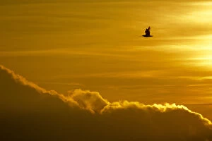 Images Dated 1st March 2011: Curlew (Numenius arquata) in flight against sky at dusk, Peak District NP, UK, March 2011