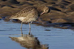 Northumberland Prints: Curlew (Numenius arquata) preening on mudflat at low tide