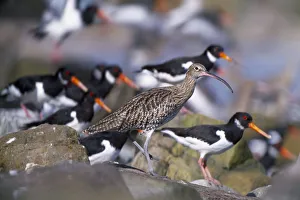 Waders Prints: Curlew (Numenius arquata) roosting at high tide amongst Oystercatchers {Haematopus