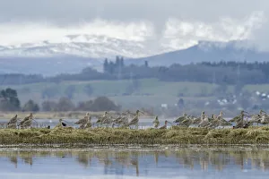 Curlew (Numenius arquata) roosting on saltmarsh, Cromarty Firth, Scotland, UK April Curlew (Numenius arquata) roosting on saltmarsh, Cromarty Firth, Scotland, UK April