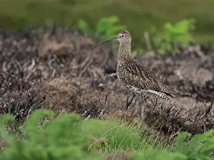 Ericales Prints: Curlew (Numenius Arquata) standing on recently burnt strip of heather on working Grouse Moor