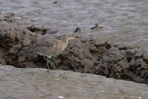 Sandpiper Prints: Curlew (Numenius arquata) walking over mud, Norfolk, England, UK. January
