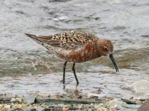 Sandpiper Prints: Curlew sandpiper (Calidris ferruginea) breeding plumage