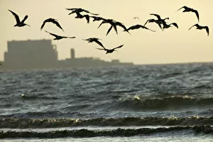 Curlews (Numenius arquata) flying into roost with Hinkley point, Nuclear power station