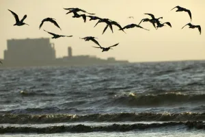 Buildings Prints: Curlews (Numenius arquata) flying into roost with Hinkley point, Nuclear power station