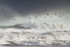 British Birds Collection: Curlews (Numenius arquata) group flying over the sea during storm. Wales, UK December