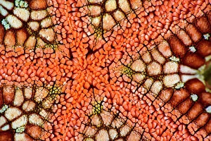 Attention Grabbers Collection: Cushion star (Culcita novaeguineae), detail, Triton Bay, West Papua, Indonesia, Pacific Ocean